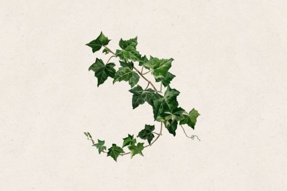 Ivy Plant Tree Png: A Practical Evaluation of High-Resolution Creative Assets